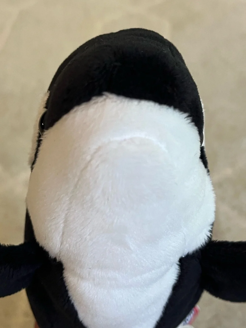 Douglas Spout Orca Whale